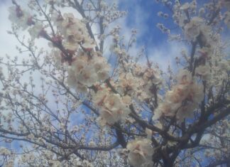 Jesus Has a Warning for the Church in Pergamum