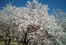 The Ottoman Empire and Bulgaria