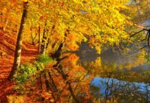 The Marriage of Pisistratus and Its Hidden Problem